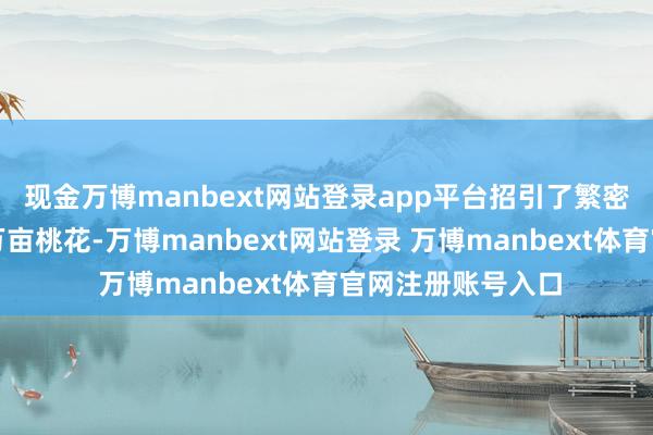 现金万博manbext网站登录app平台招引了繁密旅客前去不雅赏万亩桃花-万博manbext网站登录 万博manbext体育官网注册账号入口